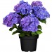 Гортензия Hydrangea Jip Blue